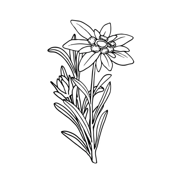Flor Edelweiss Planta Montanha Ilustração Vetorial Desenhada Mão Estilo Esboço —  Vetores de Stock