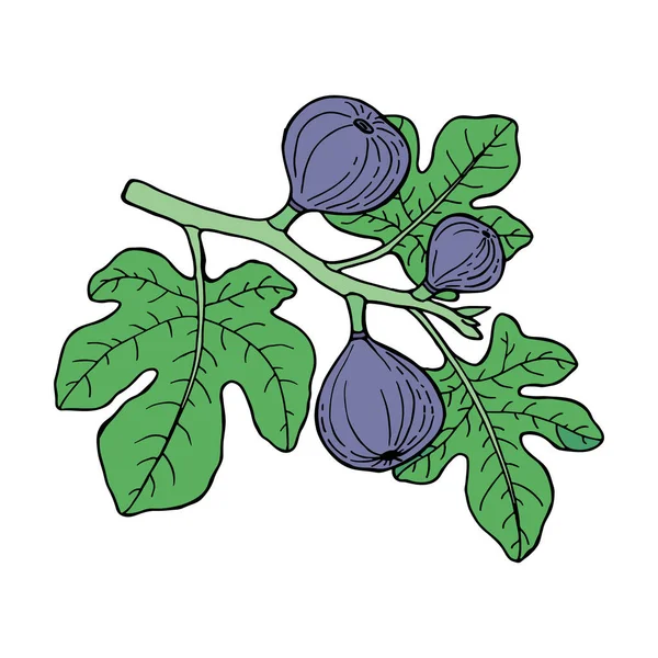 Ramo Fruta Fig Desenho Linha Estilo Esboço Ilustração Vetorial Desenhada — Vetor de Stock