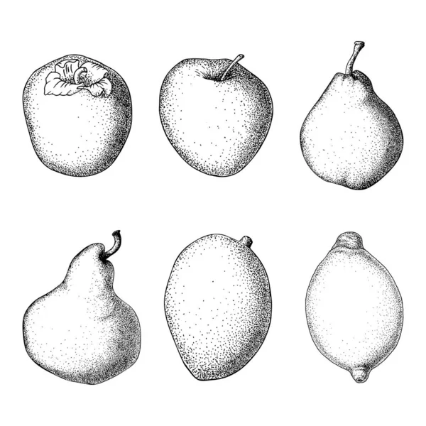 Vetor Esboço Frutas Maçã Pêra Cáqui Limão Manga Conjunto Frutas —  Vetores de Stock