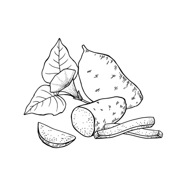 Süßkartoffelknollen Ganze Kartoffeln Scheiben Streifen Und Hälften Schneiden Handgezeichnete Vektorillustration — Stockvektor