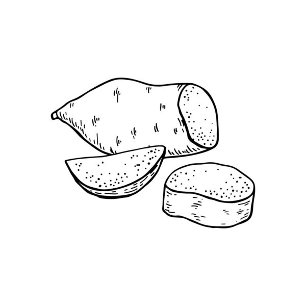 Sweet Potato tubers. Whole potatoes and cut into halves. Hand drawn vector illustration.