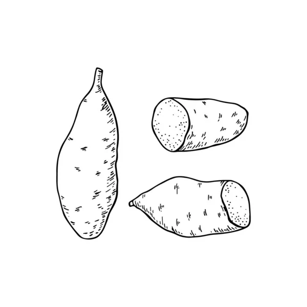 Słodkie Bulwy Ziemniaka Całe Ziemniaki Pokrojone Połówki Ilustracja Wektora Narysowanego — Wektor stockowy