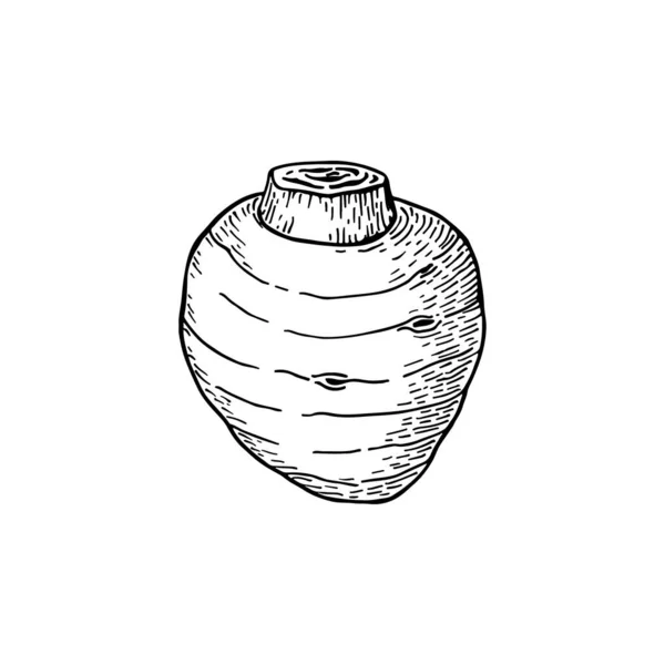 Taro Wortel Colocasia Esculenta Handgetekende Vectorillustratie Schetsstijl — Stockvector