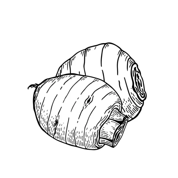 Akar Taro Colocasia Esculenta Ilustrasi Vektor Gambar Tangan Gaya Sketch - Stok Vektor