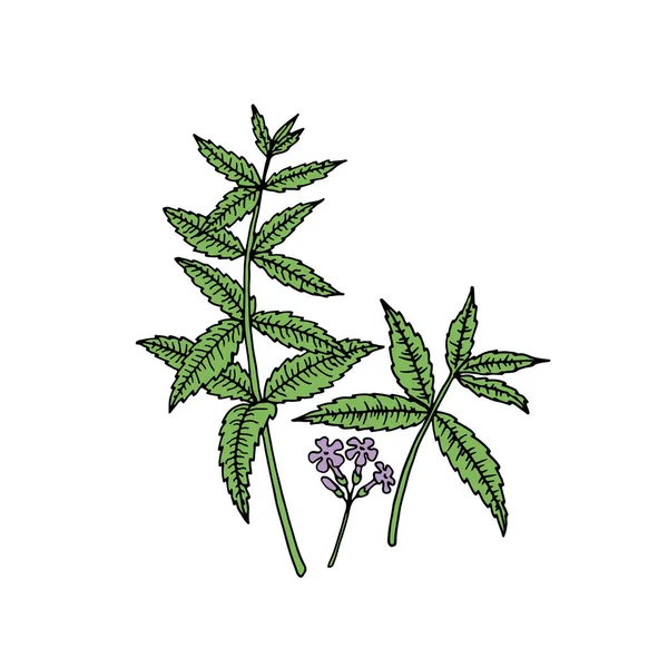 Verbena Bonariensis Purpletop Argentin Verbéna Kézzel Rajzolt Vektor Illusztráció — Stock Vector