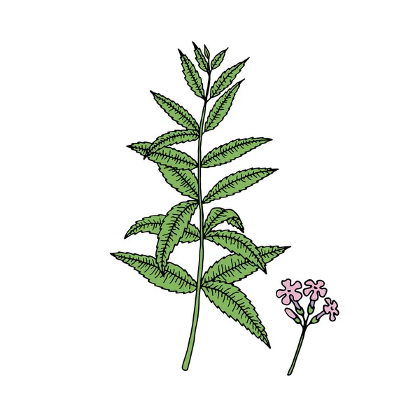 Verbena Bonariensis Пурпурный Аргентинский Вервайн Векторная Иллюстрация — стоковый вектор
