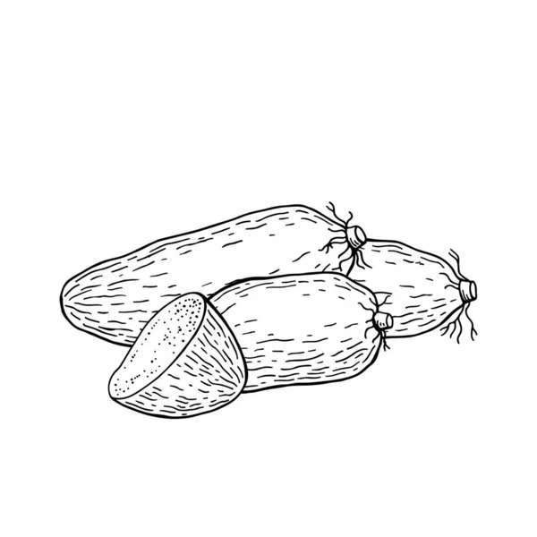 Des Ignames Tubercules Entiers Demi Illustration Vectorielle Dessinée Main — Image vectorielle