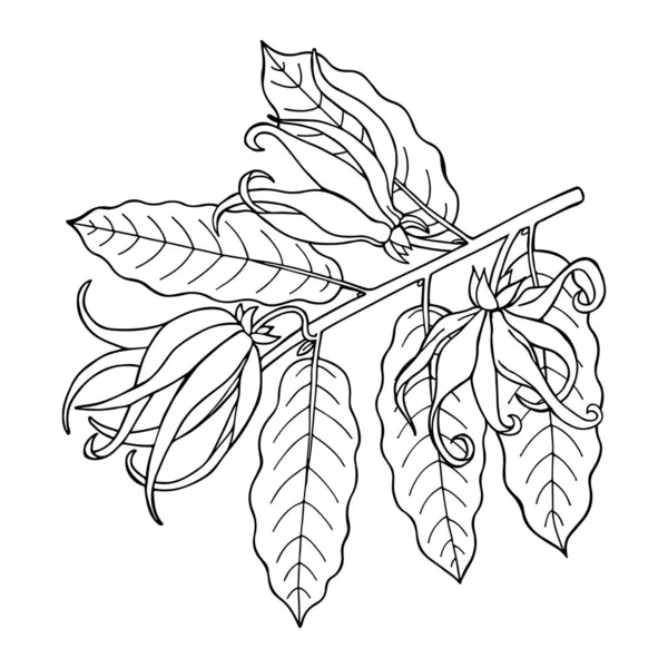 Çiçekli ve yapraklı Ylang ylang dalı. El çizimi taslak. Vektör illüstrasyonu.