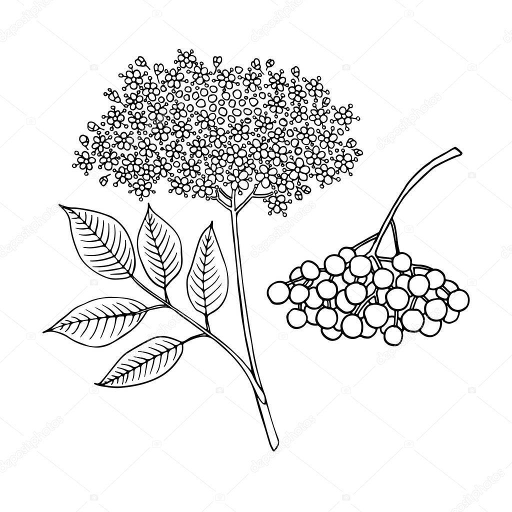 Elderberry (Sambucus nigra). Fruits, flowers and leaves. Hand drawn vector illustration in sketch style.