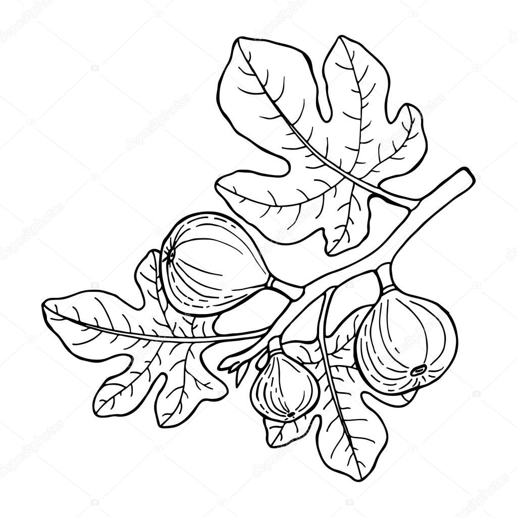 Fig fruit branch. Drawing in line sketch style. Hand drawn vector illustration.