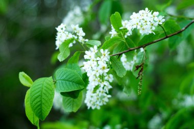 Yaz aylarında güzel kuş kiraz çiçekleri