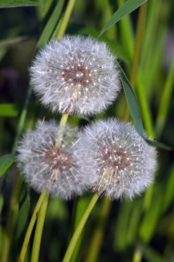 Bir yaz gününde karahindiba bulutları