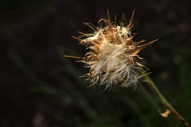 Yaz ot çiçek Meydanı