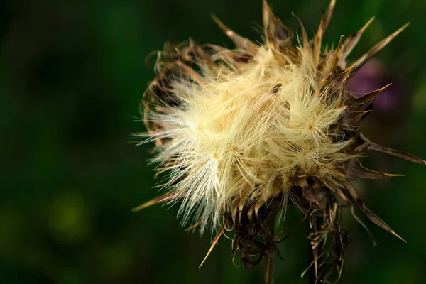 Yaz ot çiçek Meydanı