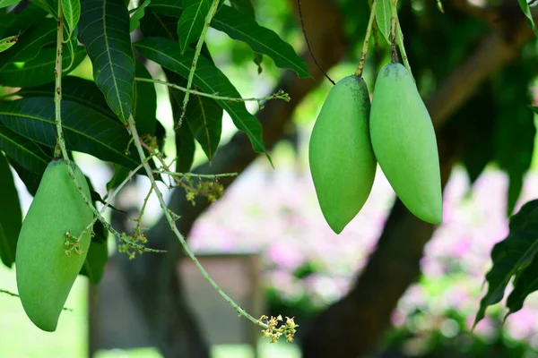 Barracuda Mango On the tree in the garden, Fresh green barracuda mango and leaves, Fresh green barracuda mango background on the tree, Tropical fruits in Thailand