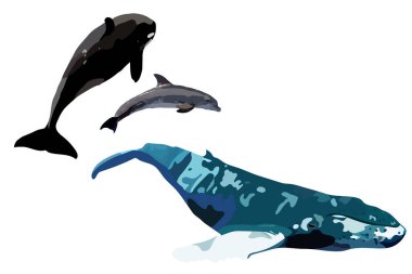 Yunus ve balina, farklı renklerde üç su kuşları