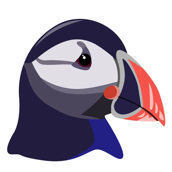 Imagem realista da cabeça de Atlantic Puffin. Vetor . —  Vetores de Stock