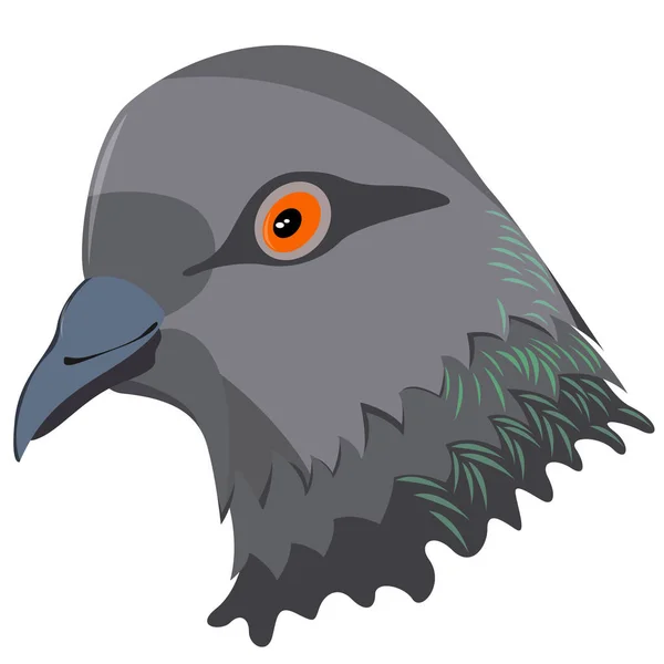 비둘기 새 머리의 현실적인 이미지입니다. 벡터. — 스톡 벡터