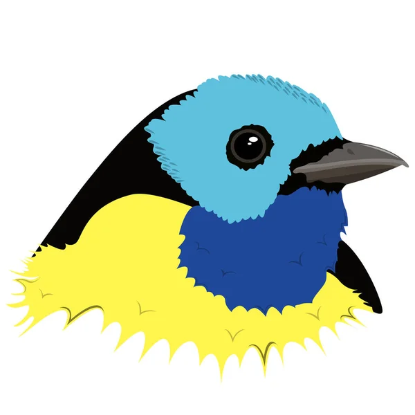 Image réaliste d'une tête d'oiseau Paradise Tanager. Vecteur . — Image vectorielle