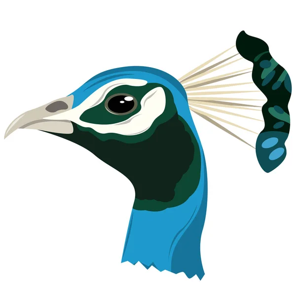 Image réaliste d'une tête d'oiseau de paon. Vecteur . — Image vectorielle