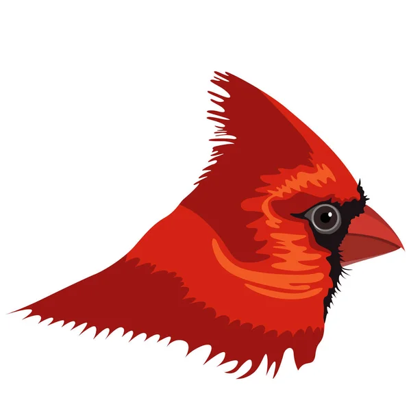 Image réaliste de la tête d'un cardinal rouge. Vecteur . — Image vectorielle