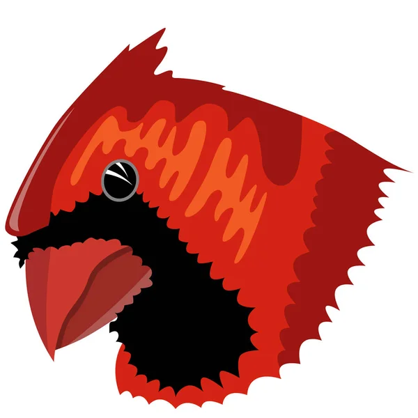 Ρεαλιστική εικόνα του κεφαλιού του ένα κόκκινο πουλί Καρδινάλιος. Διάνυσμα. — Διανυσματικό Αρχείο