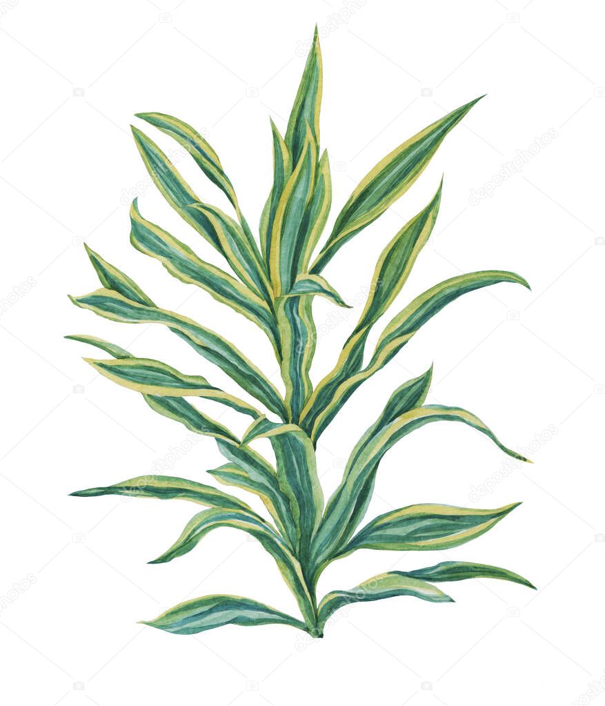 Watercolour drawing of dracaena. Isolated on a white background.For design, decor, textiles, fashion, background, illustration.