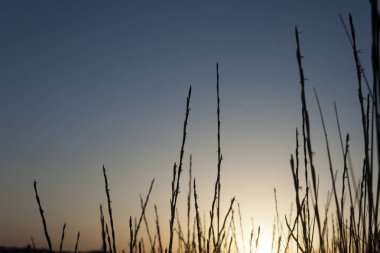 Gün batımında kumul otu silueti