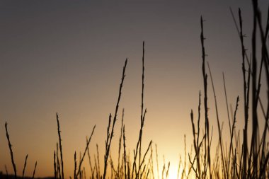 Gün batımında kumul otu silueti