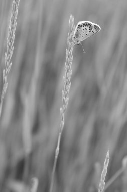 Bir tekerlek üzerinde kelebek