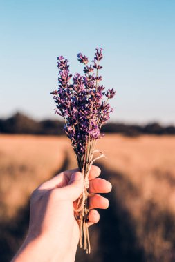 Lavanta bir alanda gün batımında serüveni