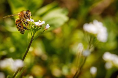 Beyaz bir çiçeğin üzerindeki arı polen topluyor ve kovanda bal üretmek için nektar topluyor.