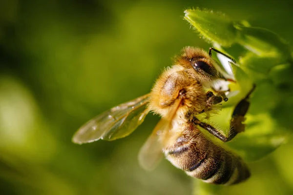 Abelha Uma Flor Branca Coletando Pólen Reunindo Néctar Para Produzir — Fotografia de Stock