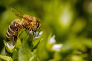 Beyaz bir çiçeğin üzerindeki arı polen toplar ve kovandan bal üretmek için nektar toplar.