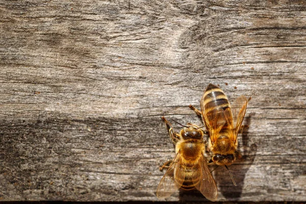 Pszczoły Miodne Pyłkiem Próbuje Wejść Ula Boardzie Lądowania Makro Widok — Zdjęcie stockowe