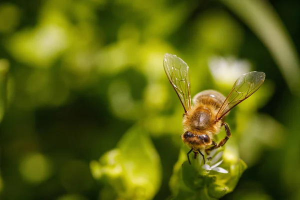 Bee Een Witte Bloem Verzamelen Stuifmeel Nectar Voor Productie Van — Stockfoto