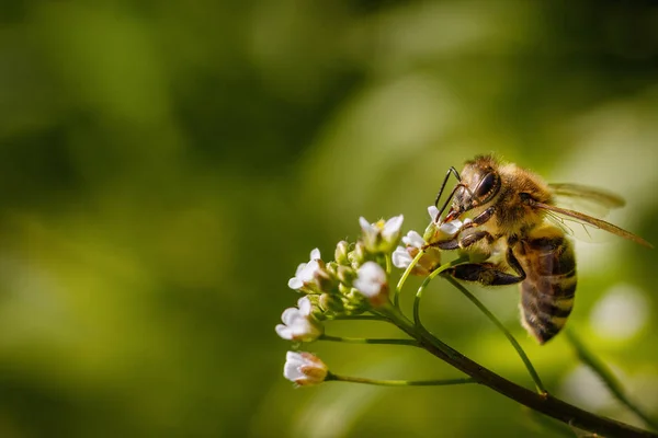 Bee White Flower Collecting Pollen Gathering Nectar Produce Honey Hive — Stock Photo, Image