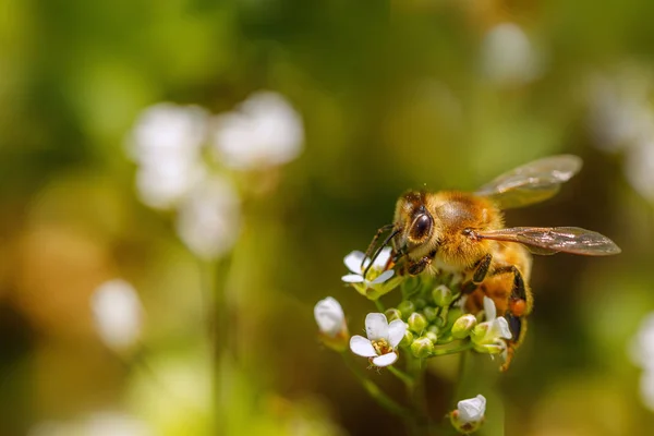 Fehér Virág Pollen Gyűjtése Összegyűjtése Nektár Méz Kaptárban Bal Másol Jogdíjmentes Stock Képek