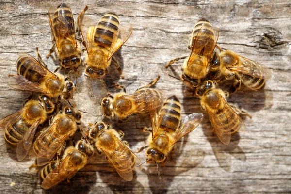 Honigbienen Mit Pollen Versuchen Auf Einem Landebrett Den Bienenstock Gelangen — Stockfoto