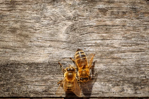 Honigbienen Mit Pollen Versuchen Auf Einem Landebrett Den Bienenstock Gelangen — Stockfoto