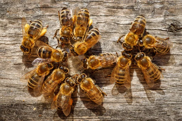 Honigbienen Mit Pollen Versuchen Auf Einem Landebrett Den Bienenstock Gelangen — Stockfoto