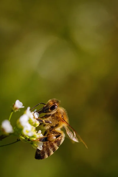 Bee White Flower Collecting Pollen Gathering Nectar Produce Honey Hive — Stock Photo, Image