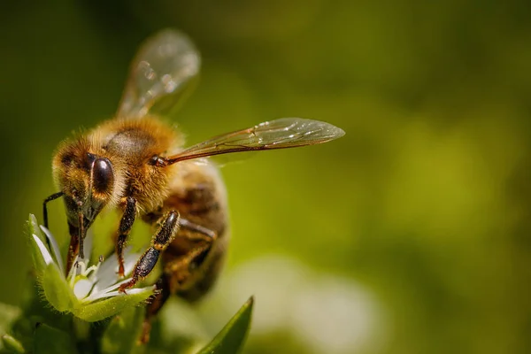 Abeille Sur Une Fleur Blanche Recueillant Pollen Récoltant Nectar Pour — Photo