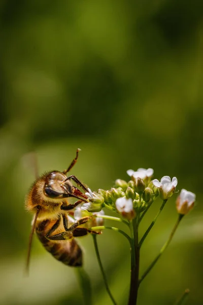 Bee White Flower Collecting Pollen Gathering Nectar Produce Honey Hive — Stock Photo, Image