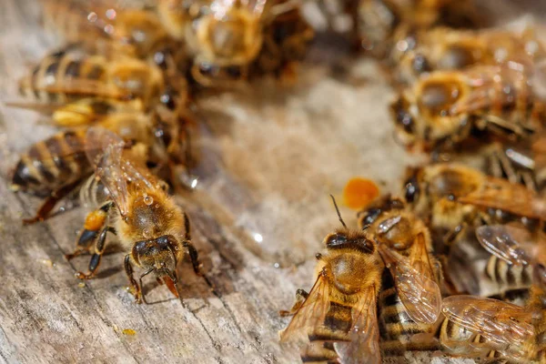 Abejas de miel con polen tratando de entrar en la colmena en una boa de aterrizaje — Foto de Stock