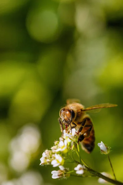 Abeille sur une fleur blanche ramassant du pollen et récoltant du nectar pour — Photo
