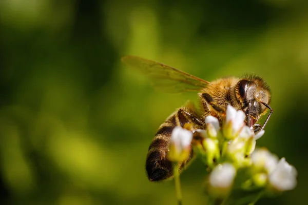 Bee on a white flower collecting pollen and gathering nectar to — Stock Photo, Image