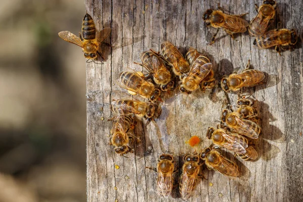 Abeilles mellifères avec pollen essayant d'entrer dans la ruche sur un boa d'atterrissage Photo De Stock