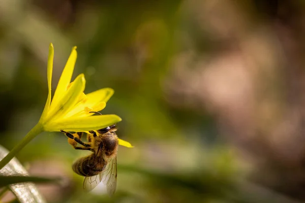 Abeille Sur Une Fleur Printemps Récoltant Pollen Nectar Dans Nature — Photo