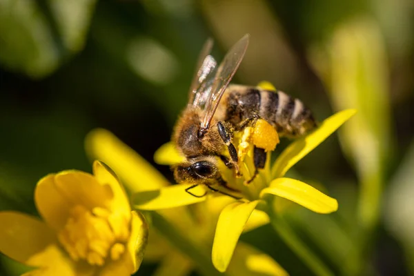 Пчела Весеннем Цветке Собирает Пыльцу Нектар Дикой Природе — стоковое фото